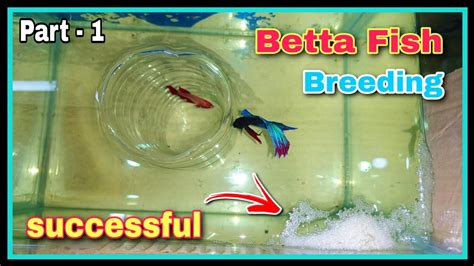 Breeding Betta .